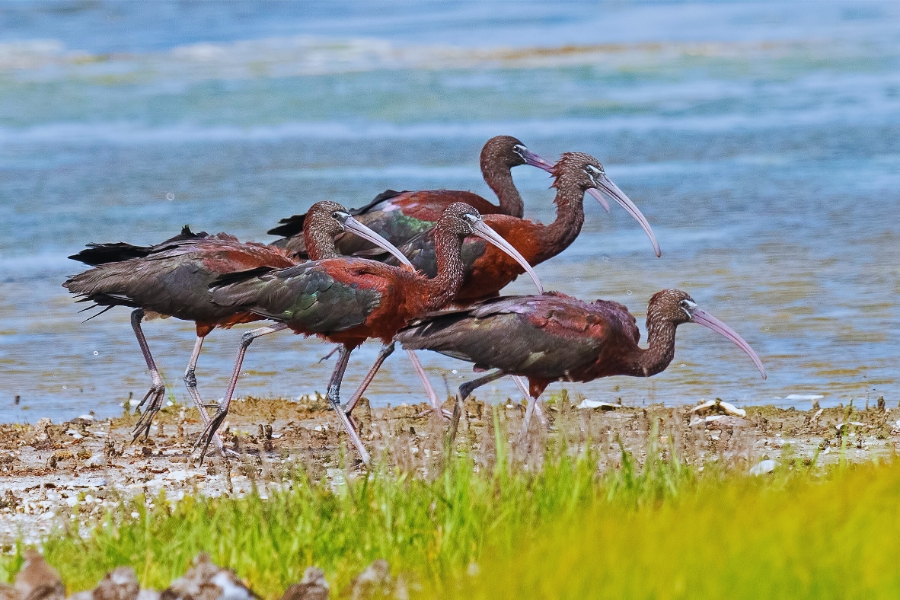 Exploring Gizilaghaj National Park in Azerbaijan for Nature Lovers