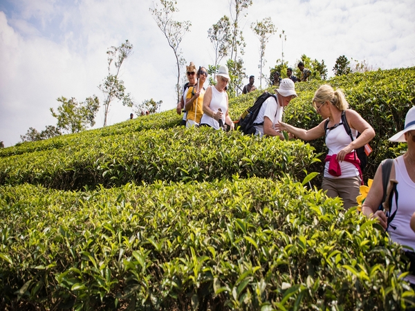 A Relaxing Road Trip to the Tea Plantations in Lankaran